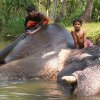 02 Bathing the Elephant / Baignade de l'Elephant