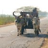 20 The Oxen Cart / La Charrette à Boeufs